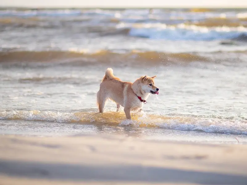 A Shiba Inu dog joyfully playing in the waves
