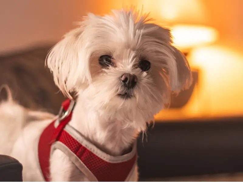 Maltese dog wearing a red harness
