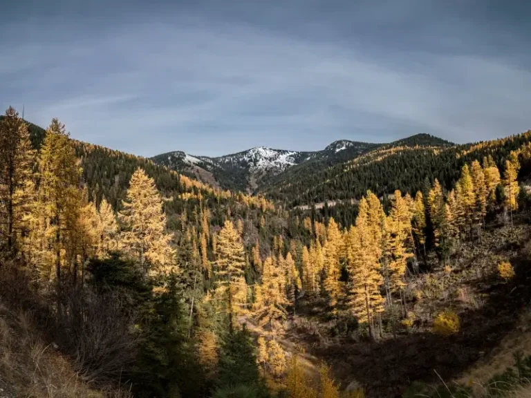 Pet Friendly Hotels in Missoula