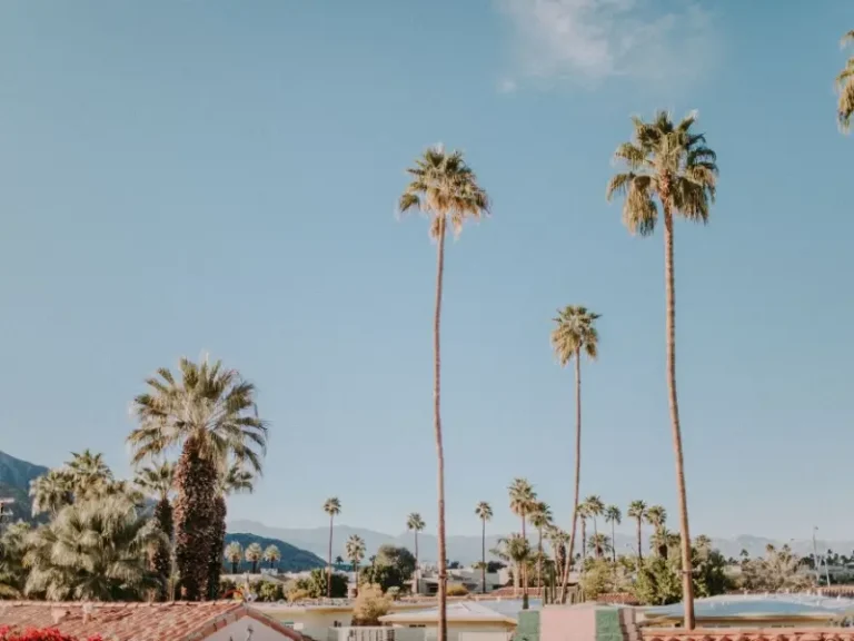Pet Friendly Hotels in Palm Springs: Where to Stay