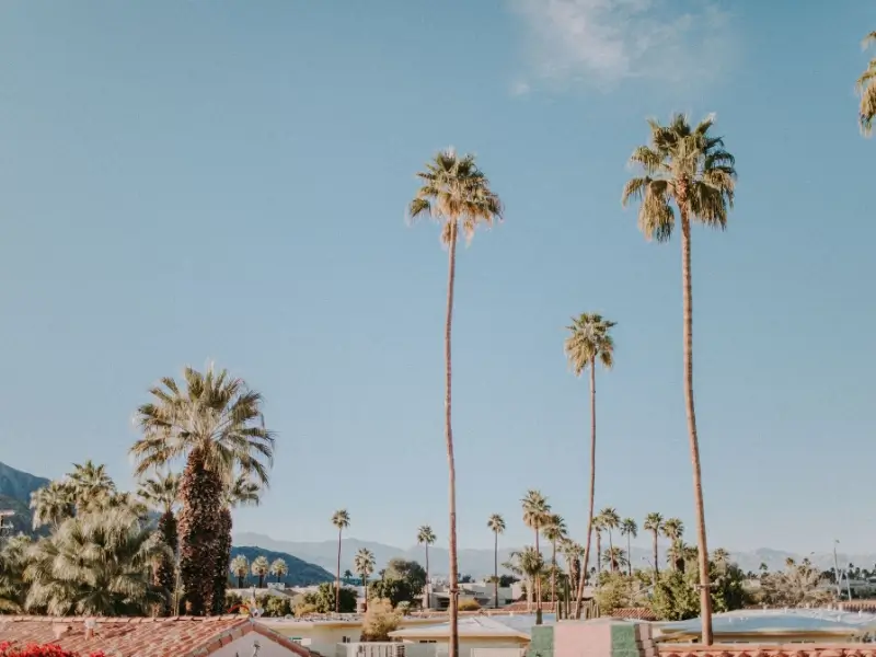 Pet Friendly Hotels in Palm Springs: Where to Stay